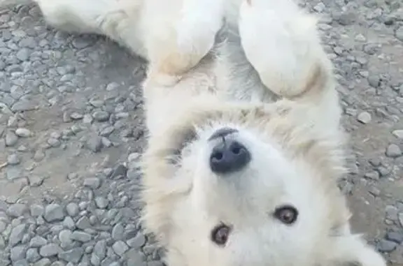 Собака найдена, ул. Сун-Ят-Сена, Астрахань