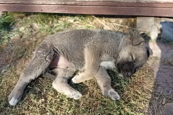 Пропал щенок на Затонской, 4А, Волгоград