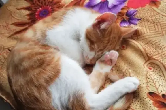 Кошки потеряшки, , фото: Потеряшка кошка, Носовихинское шоссе, 20