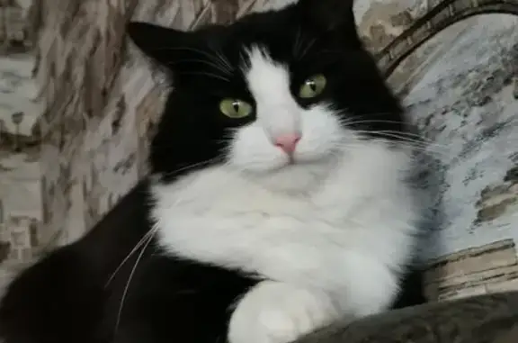 Пропала кошка, Карабаш, Челябинская обл.