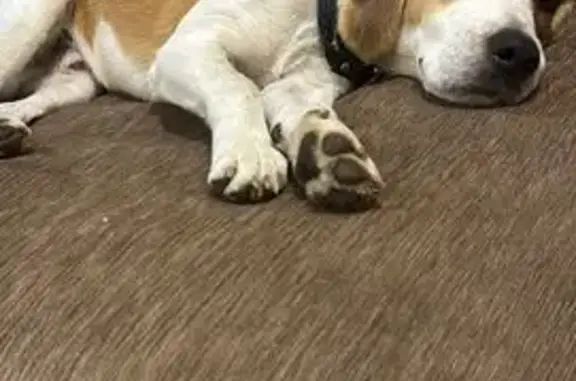 Пропала собака, Авсюнино, МО