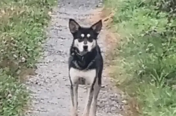 Найдена собака, Санники, МО