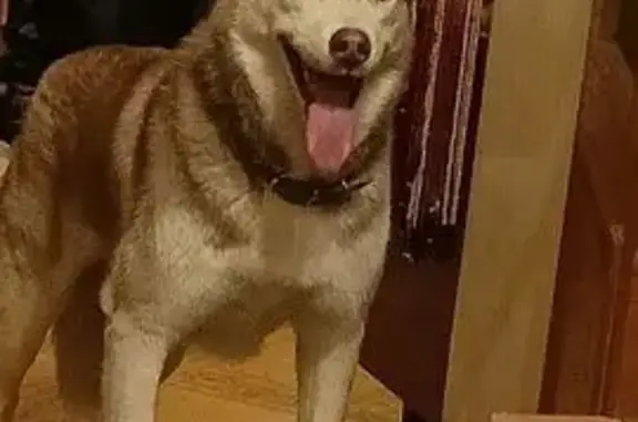 Пропала собака, Кировский пр., 114, Ростов