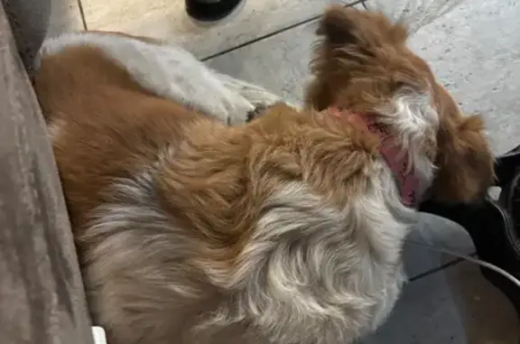 Найдена собака, Оренбург, фото: Собака найдена в Atlas coffee, Советская 34