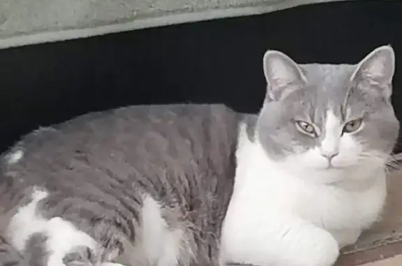 Кошки потеряшки, Сальск, фото: Потеряшка трёхцветная кошка, Весенняя 86, Сальск