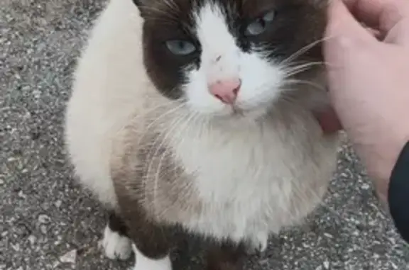 Найдена сиамская кошка, Пермь, Стахановская 54