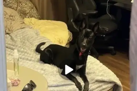 Собаки потеряшки, Южно-Сахалинск, фото: Потеряшка собака на Чехова, 103 в Южно-Сахалинске