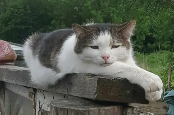 Пропала кошка, ул. Алексея Пысина, Могилёв