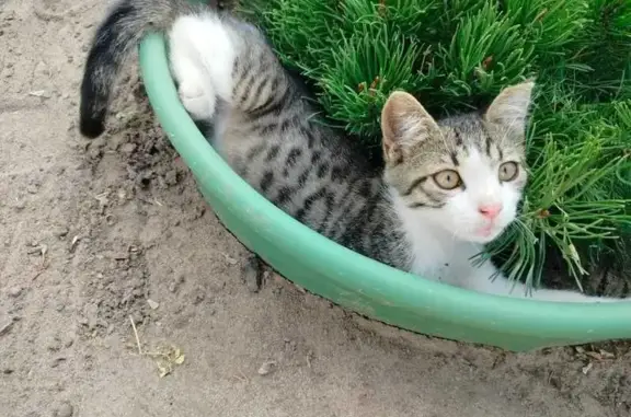 Кошки потеряшки, Кропоткин, фото: Потеряшка котёнок, ул. Мира 357, Кропоткин
