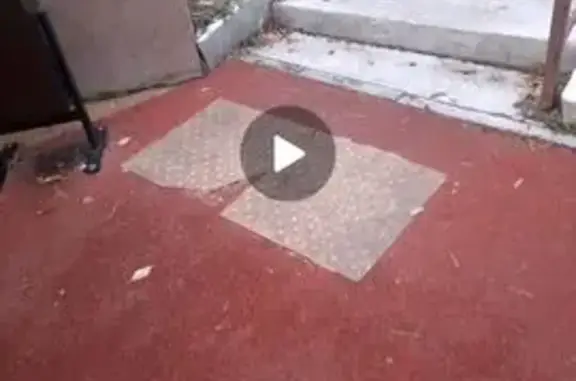 Найдена собака, Иркутск, фото: Собака найдена на ул. Маяковского, 67/1