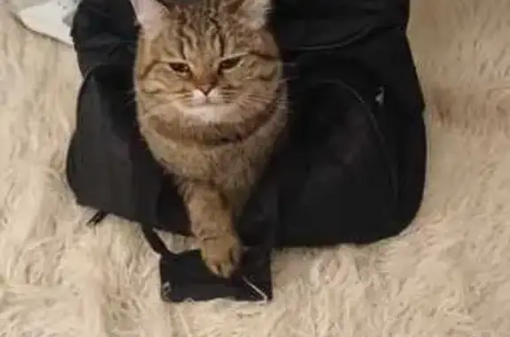 Кошки потеряшки, Воронеж, фото: Потеряшка кошка, Театральная 23/1, Воронеж