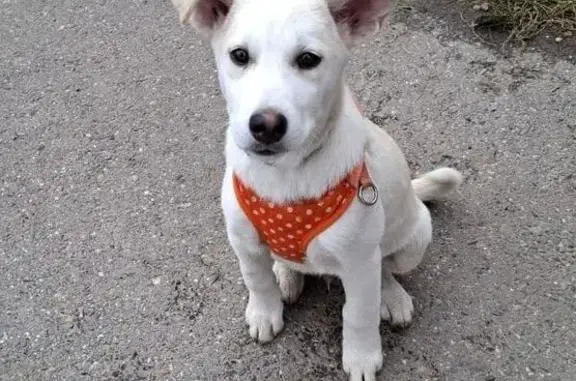 Щенок найден: пер. Б. Хмельницкого, 12А, Томск