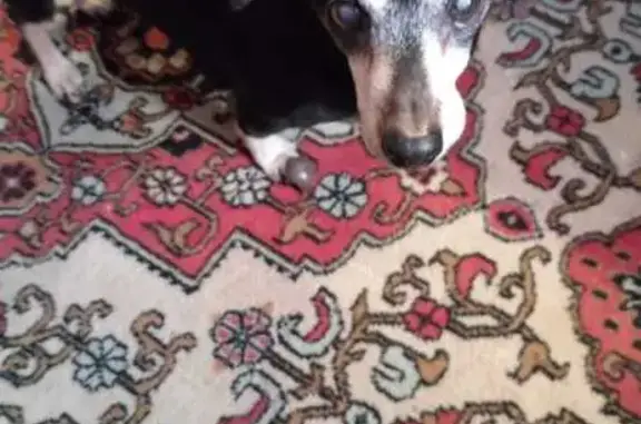 Пропала собака, Одесская ул. 36, Абинск