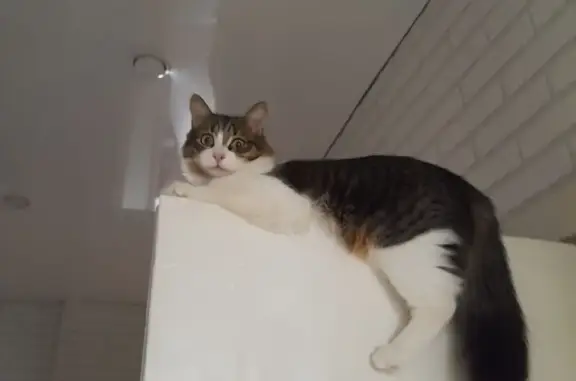 Кошки потеряшки, , фото: Потеряшка кошка, ул. Ленина, 74, Ижевск