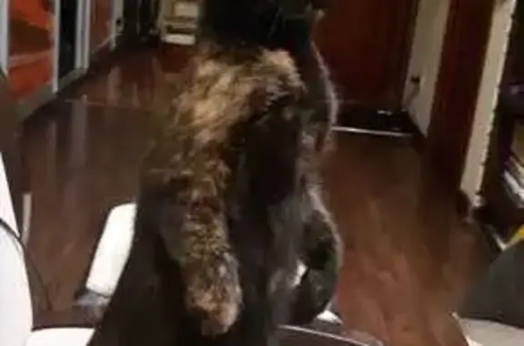 Кошки потеряшки, Щёлково, фото: Потеряшка кошка, Кооперативная 7 к1, Щёлково