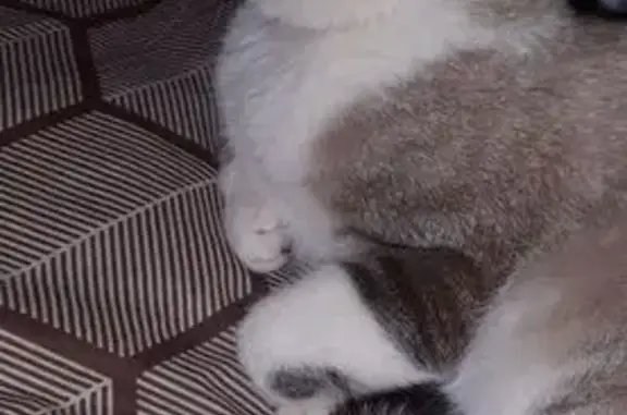 Кошки потеряшки, , фото: Потеряшка кошка, Дачная ул., Рязань