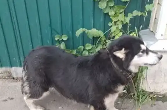 Собака найдена: Базарная ул., 174, Тамбов