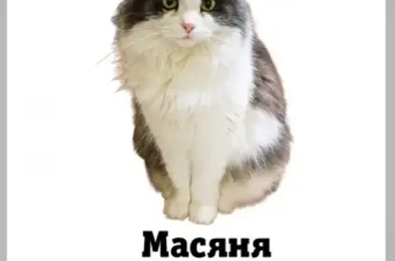 Пропала кошка, Дорожная ул., Калуга