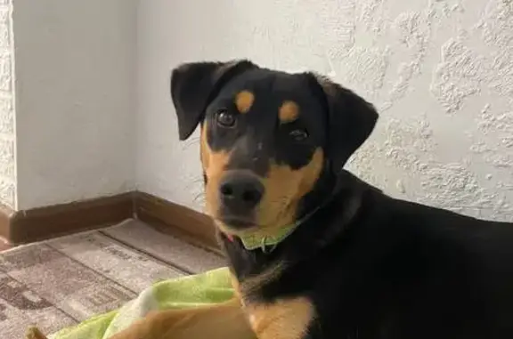 Найдена собака, Славянск-на-Кубани, фото: Найдена собака, Красная ул. 37, Славянск