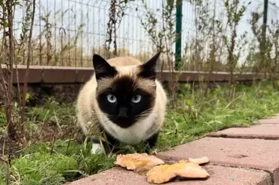 Кошка у гостиницы Маяк, Омск