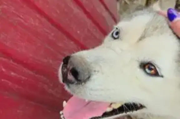 Найдена собака, Новомосковск, фото: Худая хаски найдена, пер. Сурикова, Новомосковск