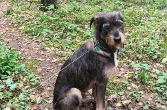 Собака найдена: Сосновая ул., Котельники