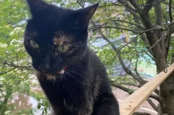 Пропала кошка, ул. Пушкина, 96, Сыктывкар