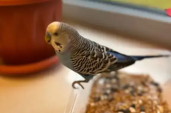 Попугай найден: Беговая ул., 6А, Москва