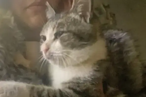 Кошка найдена на Смирнова, 46, Барнаул