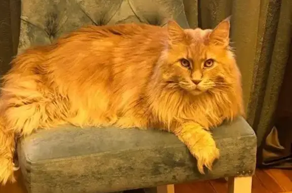 Пропала кошка, Анапа, ул. Астраханская 75Д