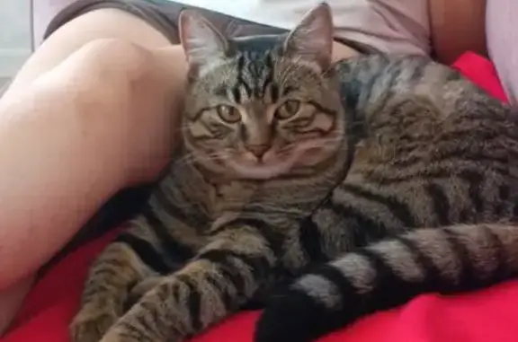 Пропала кошка, Трынова 66, Рузаевка