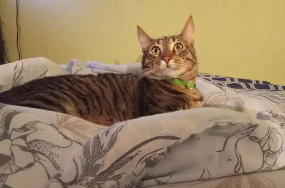 Кошки потеряшки, Менделеево, фото: Потеряшка кошка, ул. Куйбышева, 2А