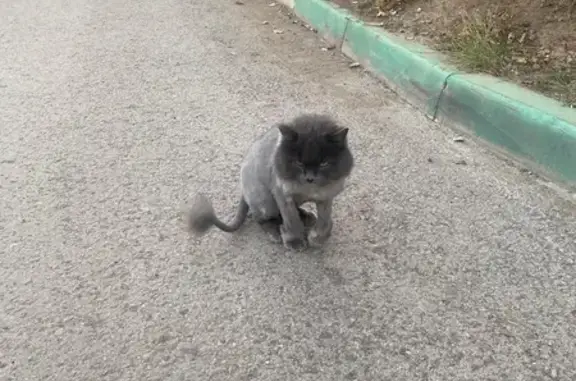 Найдена кошка, Уфа, фото: Кошка найдена: ул. Набережная р. Уфы, 61