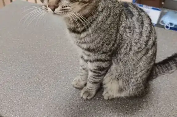 Найдена кошка, Томск, фото: Кошка найдена, ул. О. Кошевого, 68/1