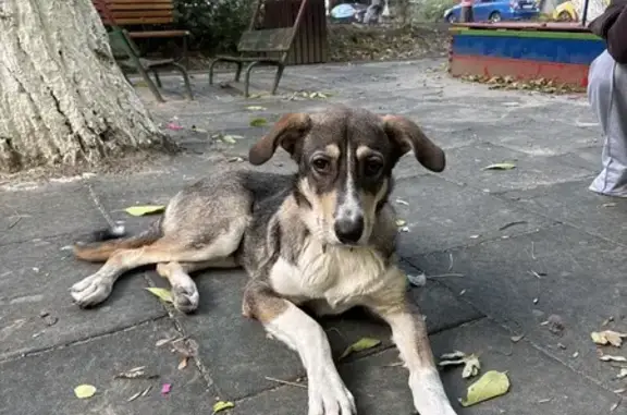 Собака найдена, пр. Космонавтов, 27 к3