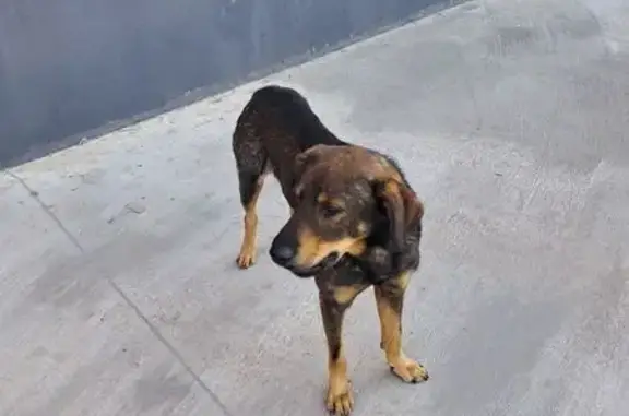 Собака найдена на Софийской наб, Москва