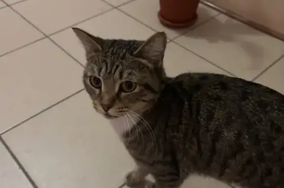 Найдена кошка, Нижневартовск, фото: Кошка найдена: Ленина 34А, Нижневартовск