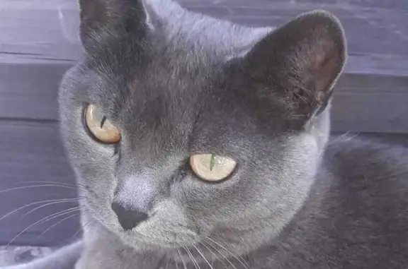 Пропала кошка, ул. Кошурникова 5/2