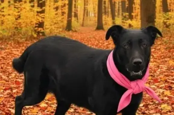 Найдена собака, Иваново, фото: Собака найдена: Иваново, ул. Майорова