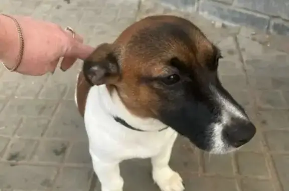 Найдена собака, Шойбулак, фото: Собака с сердцем найдена: Шойбулакская 1