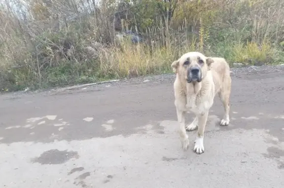 Найдена собака, Ярославская область, фото: Собака найдена на ул. Промзона, Ярославль