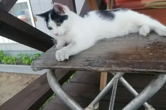 Кошки потеряшки, Чита, фото: Потеряшка кошка, Приаргунская ул., Чита