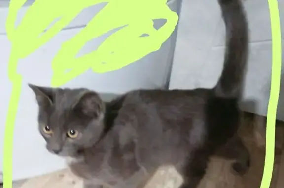 Кошки потеряшки, Оренбург, фото: Потеряшка кошка: ул. 16-й квартал, 43, Оренбург