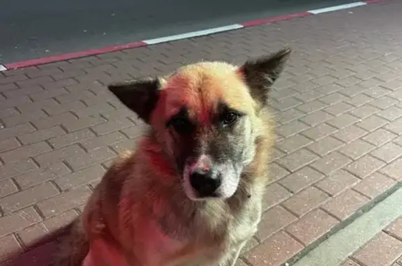 Найдена собака, Брянская область, фото: Собака найдена на АЗС Лукойл, Добрунь