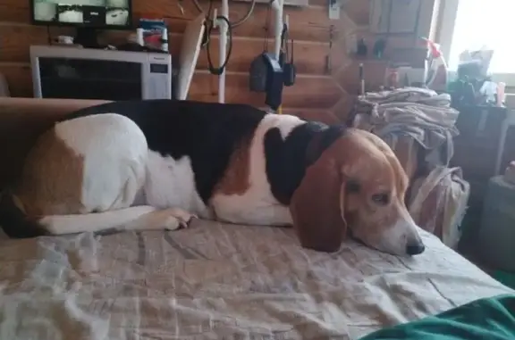 Собаки потеряшки, Владимирская область, фото: Потеряшкаи две гончие в селе Снегирёво