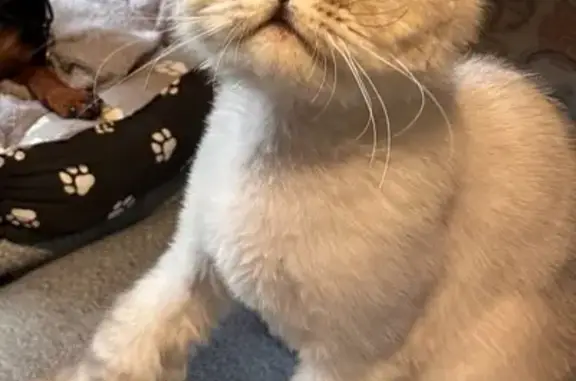 Пропала кошка, Нагатинская ул., 17 к1