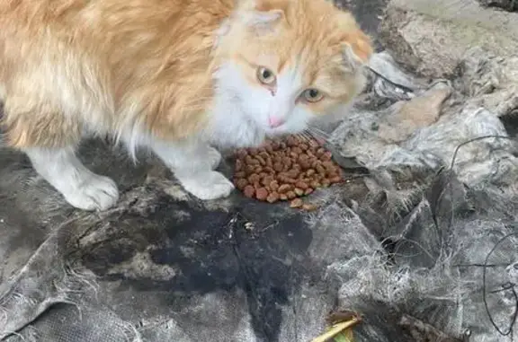 Найдена кошка, Алейск, фото: Кошка найдена: Советская ул., 7А, Алейск