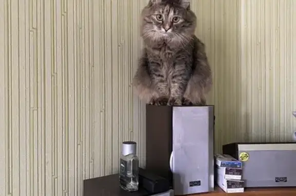 Пропала кошка, Пермь, ул. Каляева, 20