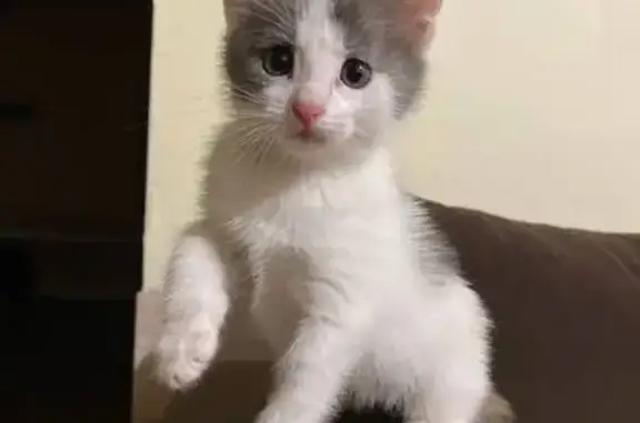 Найдена кошка, Уфа, фото: Кошка найдена в Ашане, Рубежная, Уфа