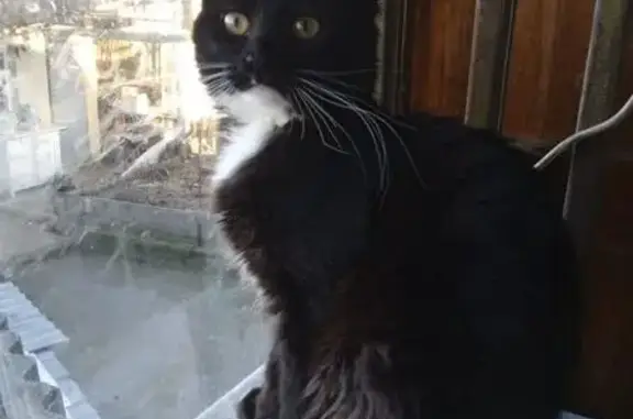 Пропала кошка, ул. Будённого 42, Симф.